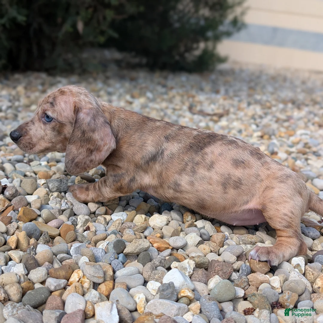 Miniature Dachshund dogs for sale: Elm - Ad 1