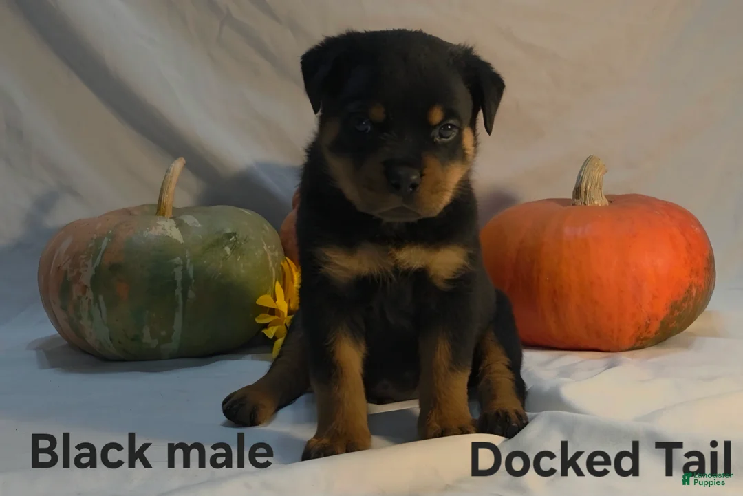 Rottweiler dogs for sale: Black - Ad 1