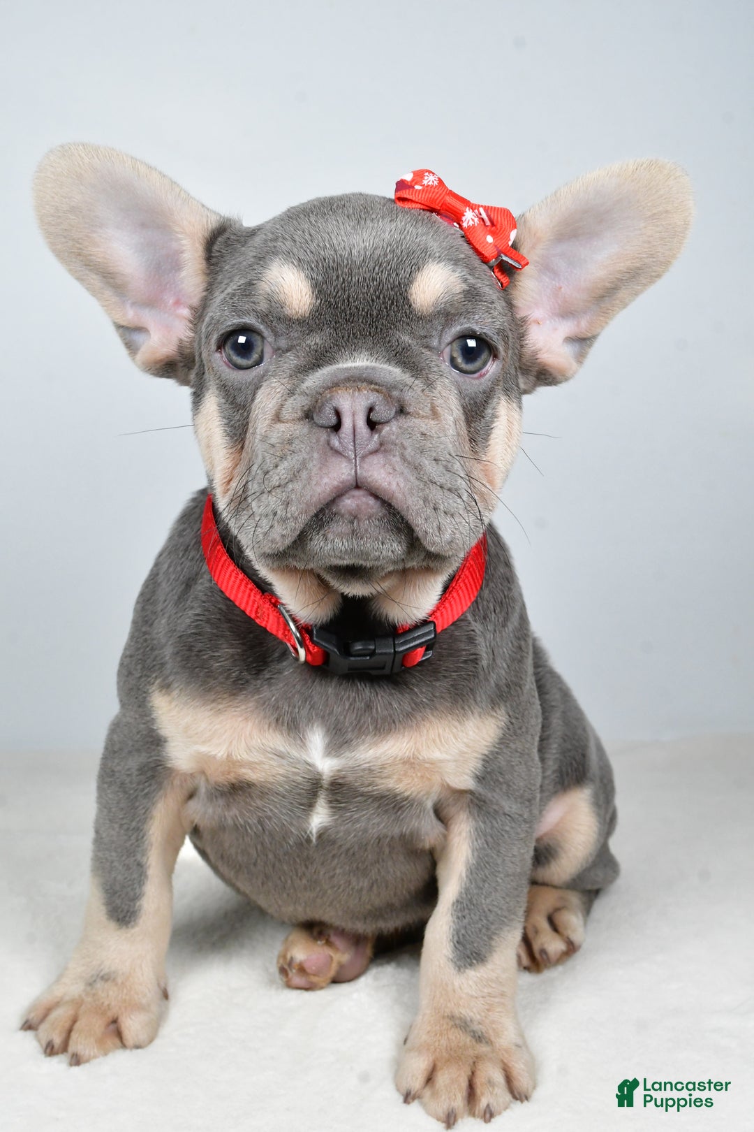French Bulldog dogs for sale: Chester  - Ad 2