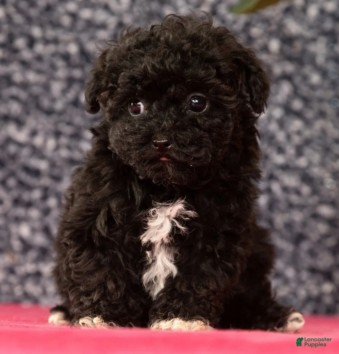 Havapoo dogs for sale: Gem - Ad 6