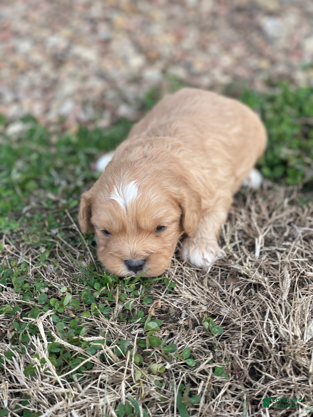 Cavapoo dogs for sale: Cavapoo Puppy 2 - Ad 4