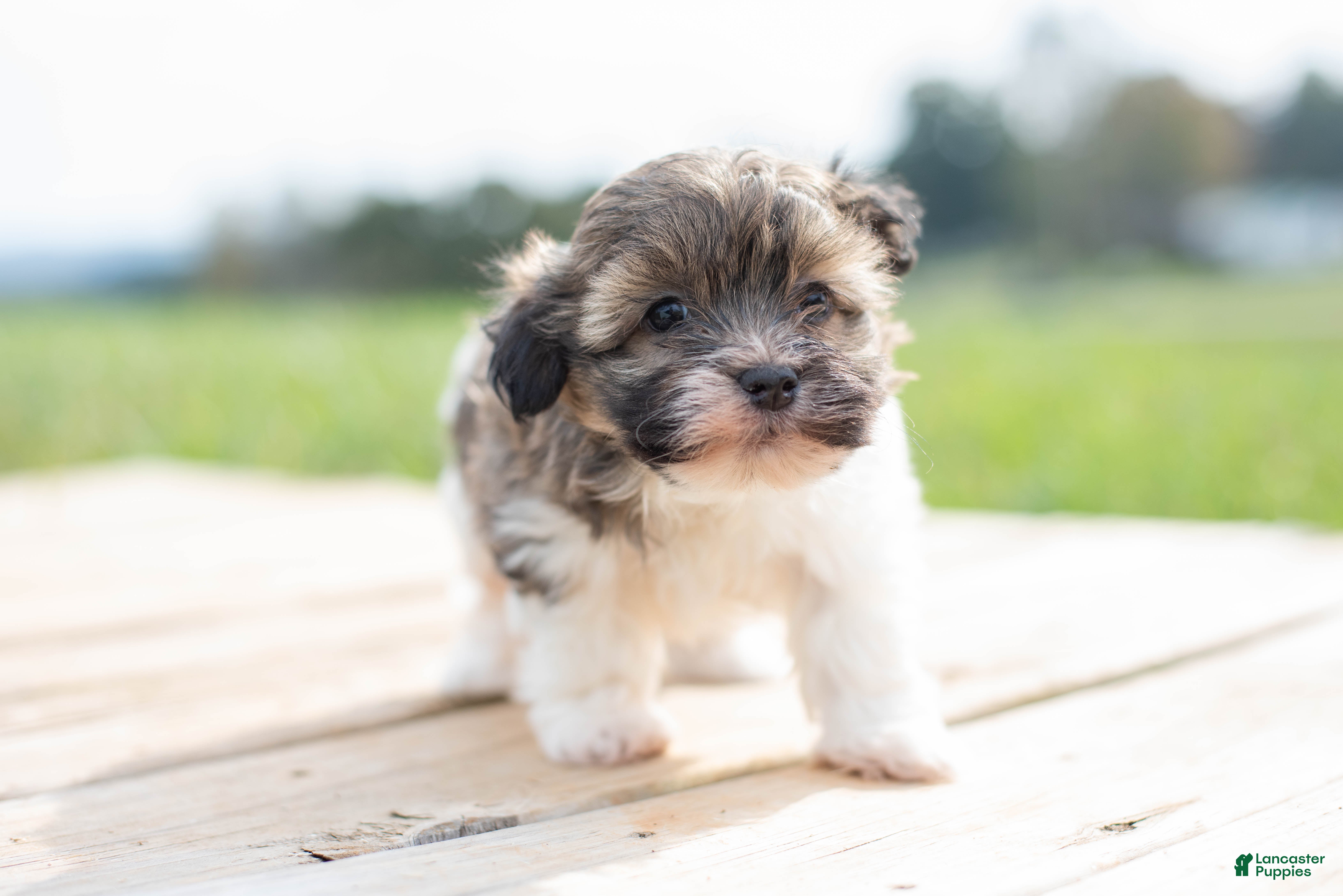 Havanese dogs for sale: Havanese 1 - Ad 1