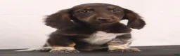 Dachshund dogs for sale: duke - Ad 4