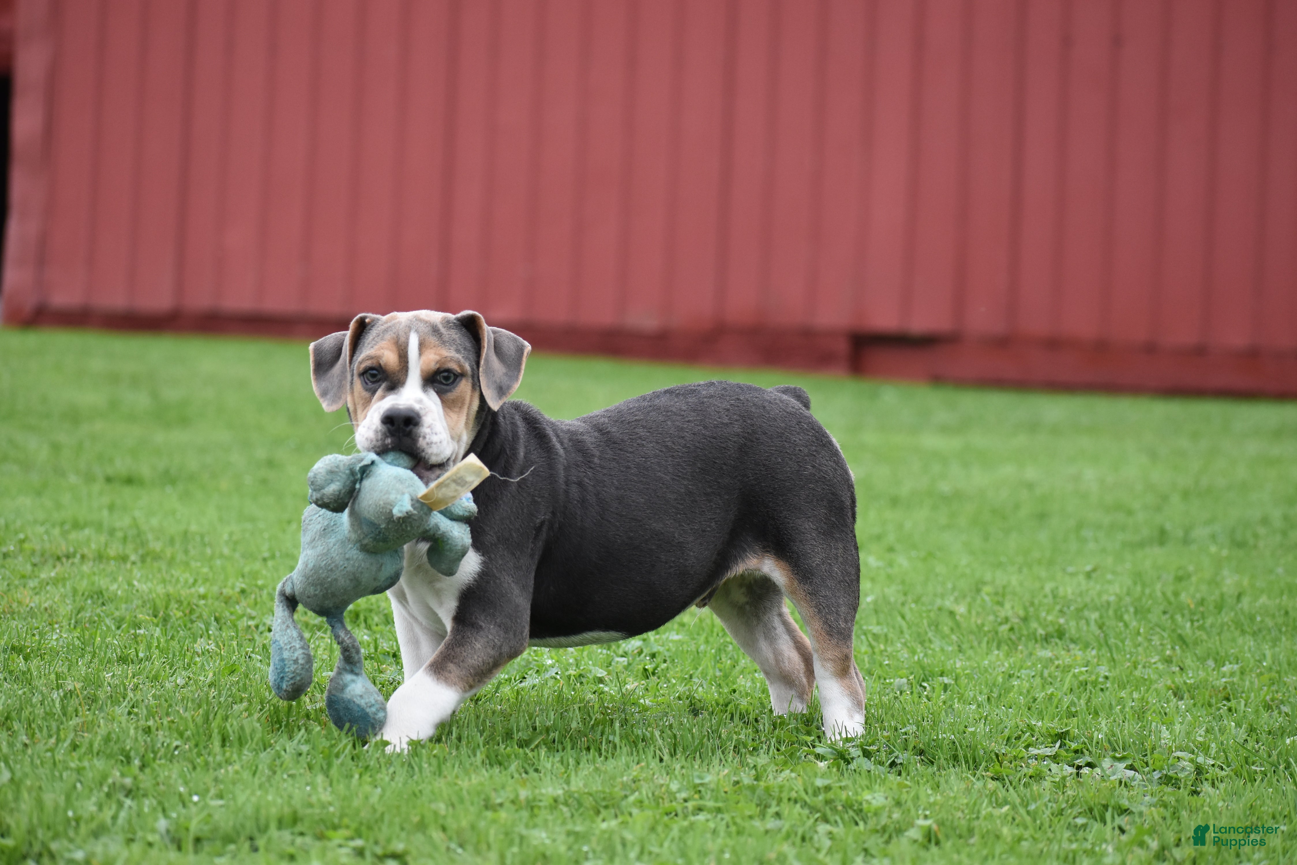 Beabull dogs Everett - Ad 2