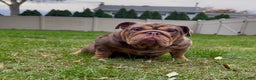 English Bulldog dogs for sale: Petty - Ad 1