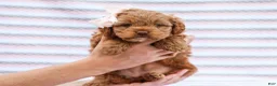Cavapoo dogs for sale: Betty - Ad 2