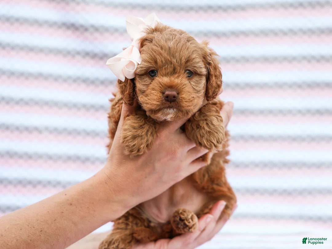 Cavapoo dogs for sale: Betty - Ad 2