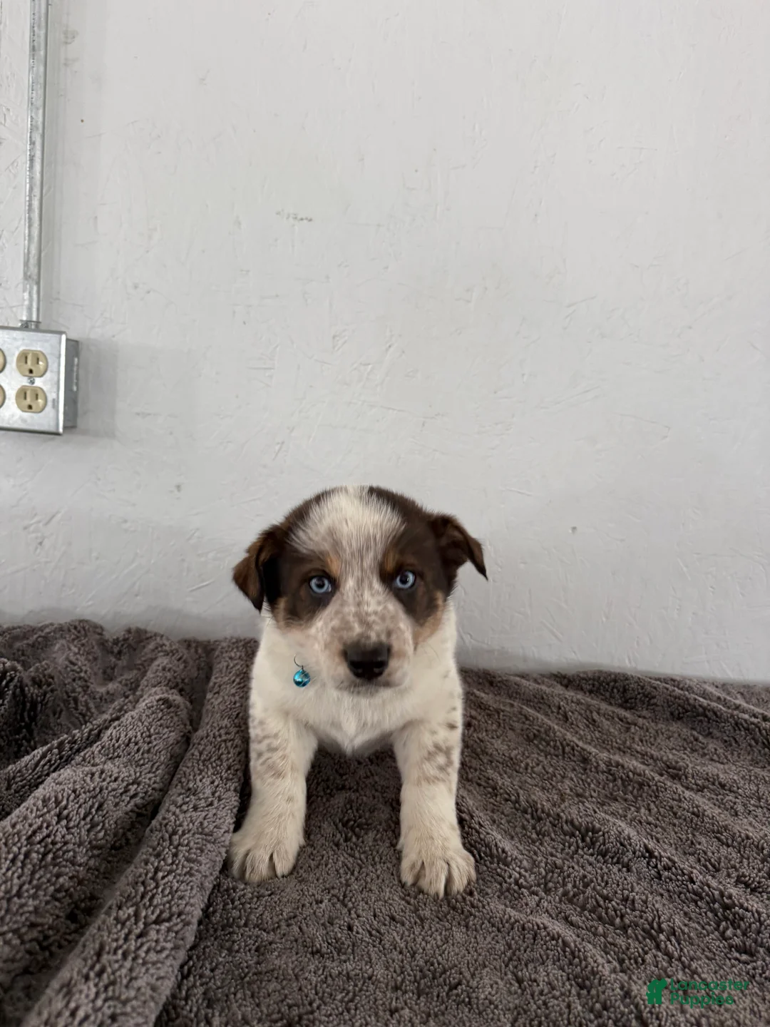 Mixed Breed dogs for sale: Bluey - Ad 11
