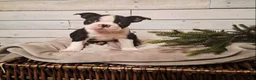Boston Terrier dogs for sale: Boston Terrier Puppy 1 - Ad 2