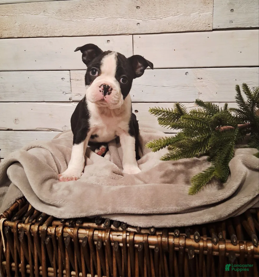 Boston Terrier dogs for sale: Boston Terrier Puppy 1 - Ad 2