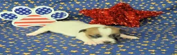 Jack Russell Terrier dogs for sale: CKC "Pilot" Delivery Available  - Ad 6
