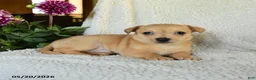 Chihuahua dogs for sale: Leo - Ad 2