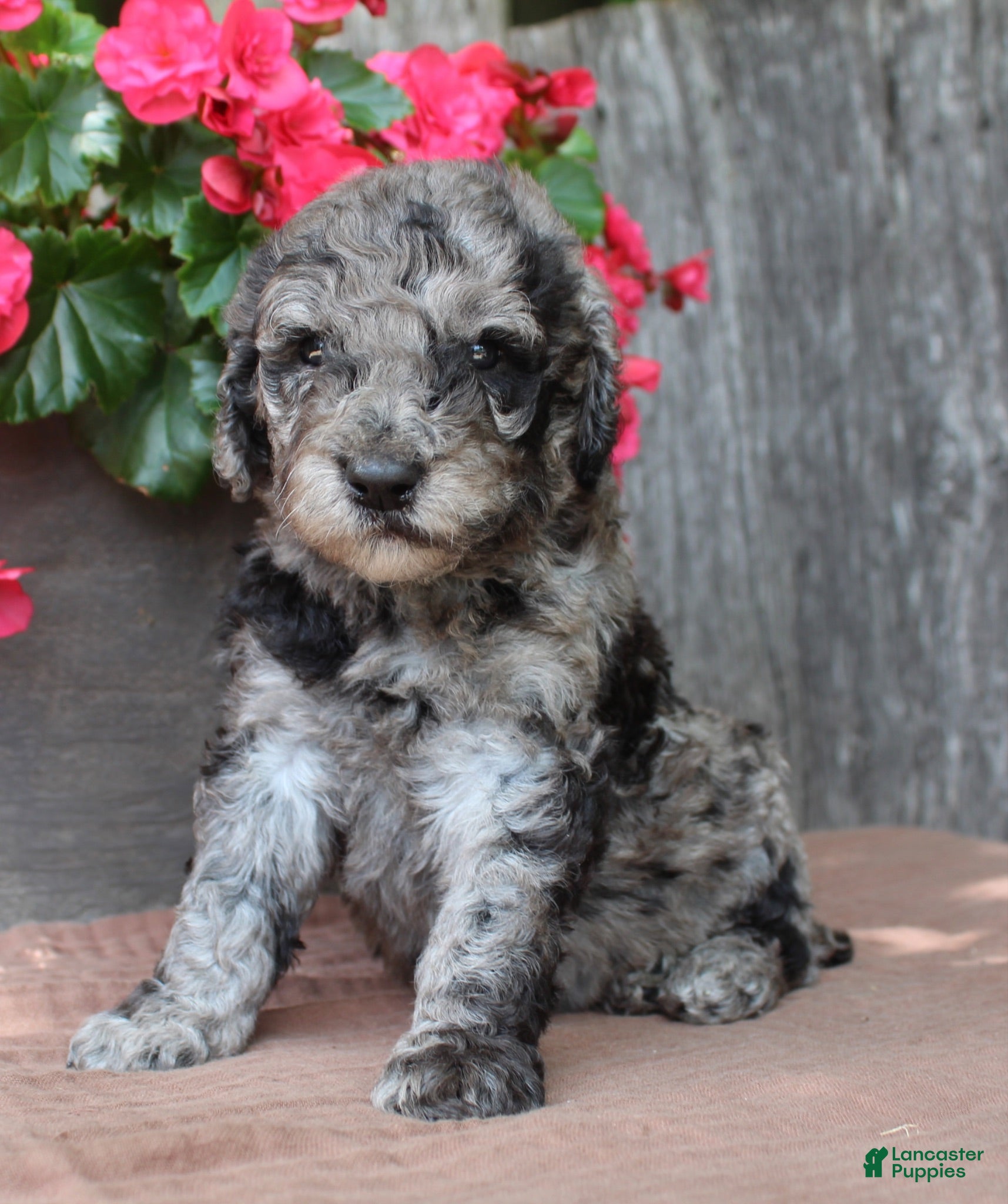 Standard Poodle dogs Ash AKC Standard Poodle - Ad 1