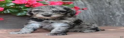Standard Poodle dogs for sale: Ash AKC Standard Poodle - Ad 11
