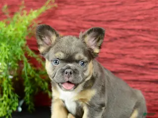 French Bulldog dogs for sale: Wilson - Ad 1