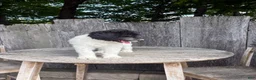 Standard Poodle dogs for sale: Sage AKC standard poodle - Ad 6