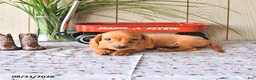 Miniature Dachshund dogs for sale: Ronny - Ad 8