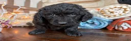 Mixed Breed dogs for sale: Frost (Boy) - Ad 1