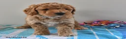 Mini Goldendoodle dogs for sale: Shadow - Ad 4