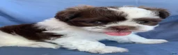 Shih Tzu dogs for sale: Mocha - Ad 3