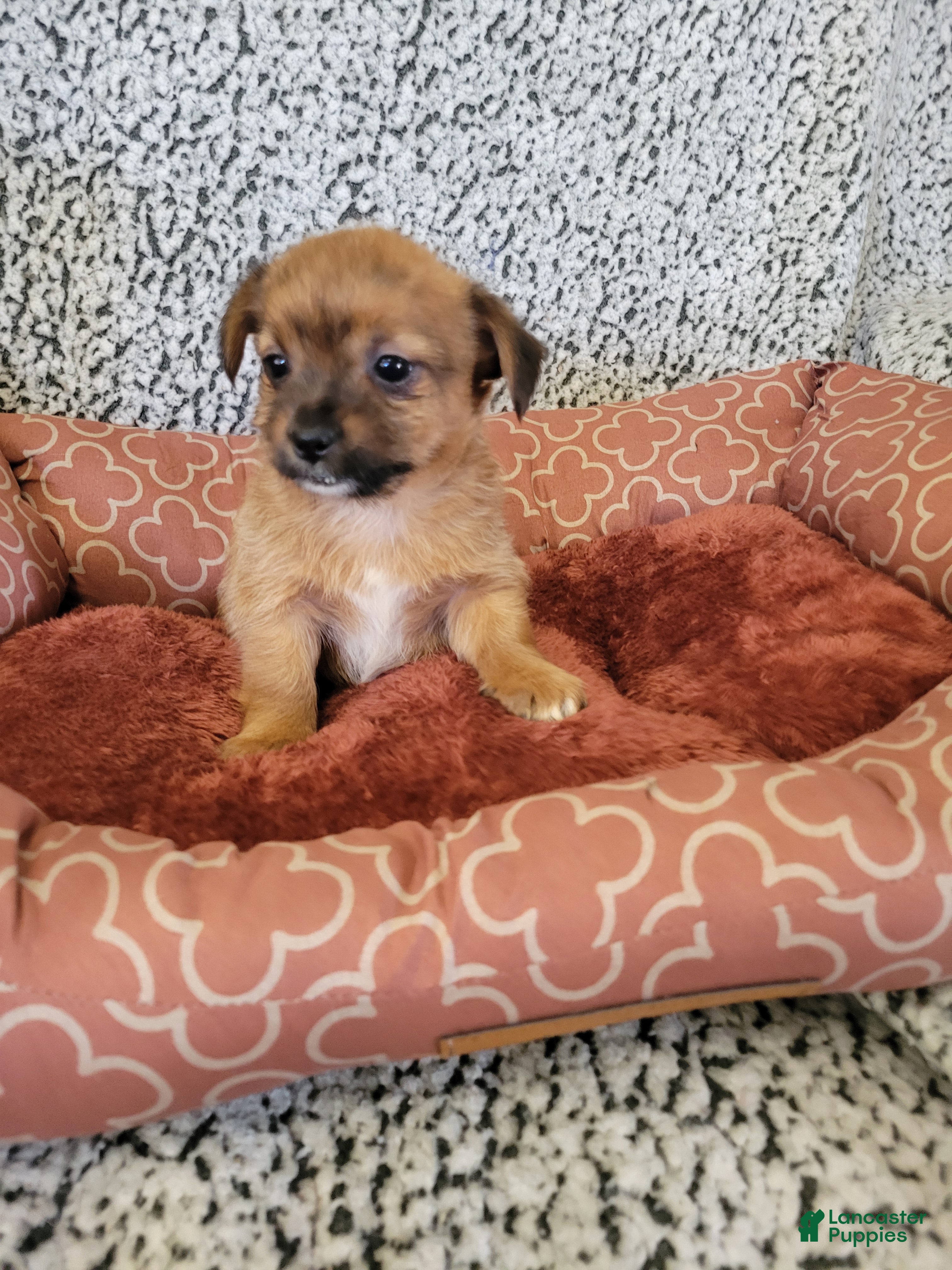 Shorkie dogs Shorkie 1 - Ad 1