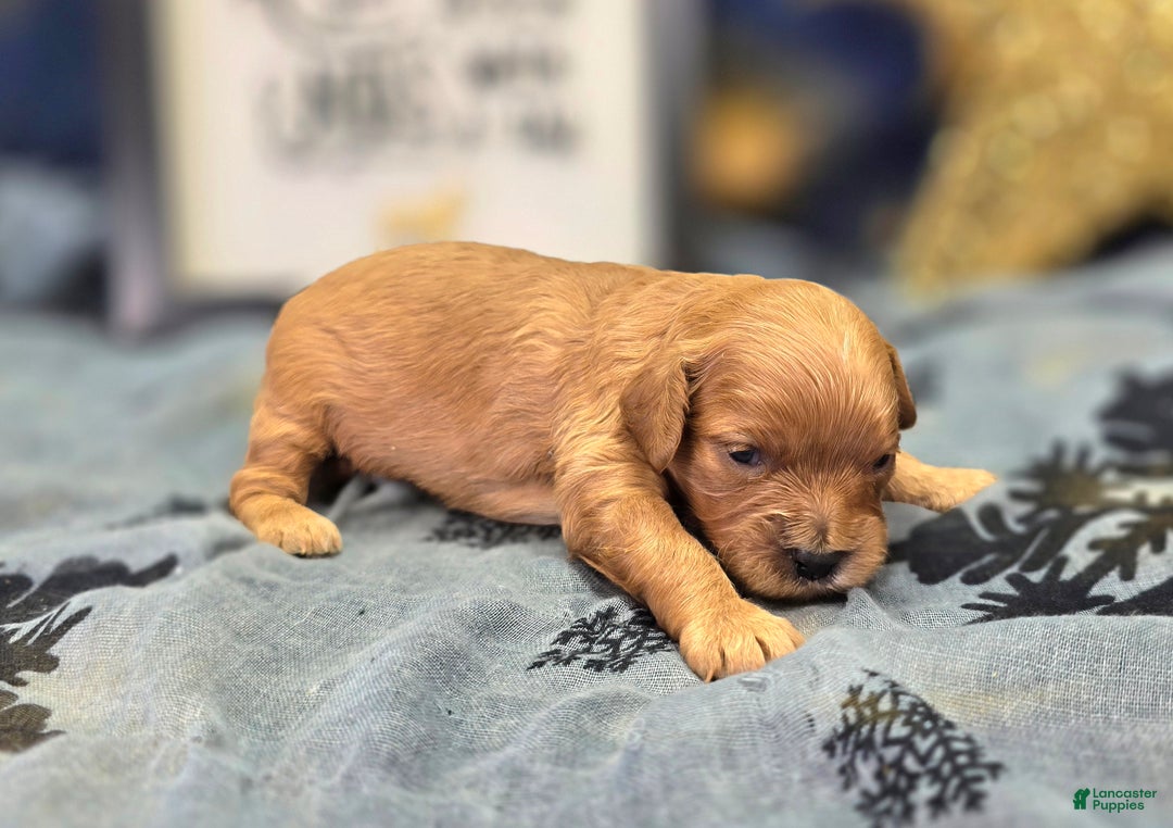 Cavapoo dogs for sale: Beanie - Ad 3