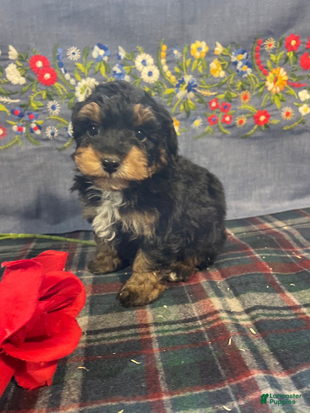 Toy Poodle dogs for sale: Teddy - Ad 4