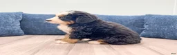 Bernese Mountain Dog dogs for sale: Max - Ad 4