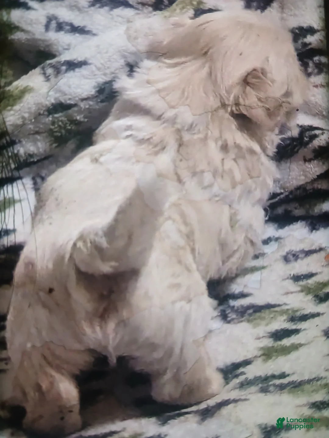 Shih Tzu dogs for sale: Shih Tzu Puppy 2 - Ad 2