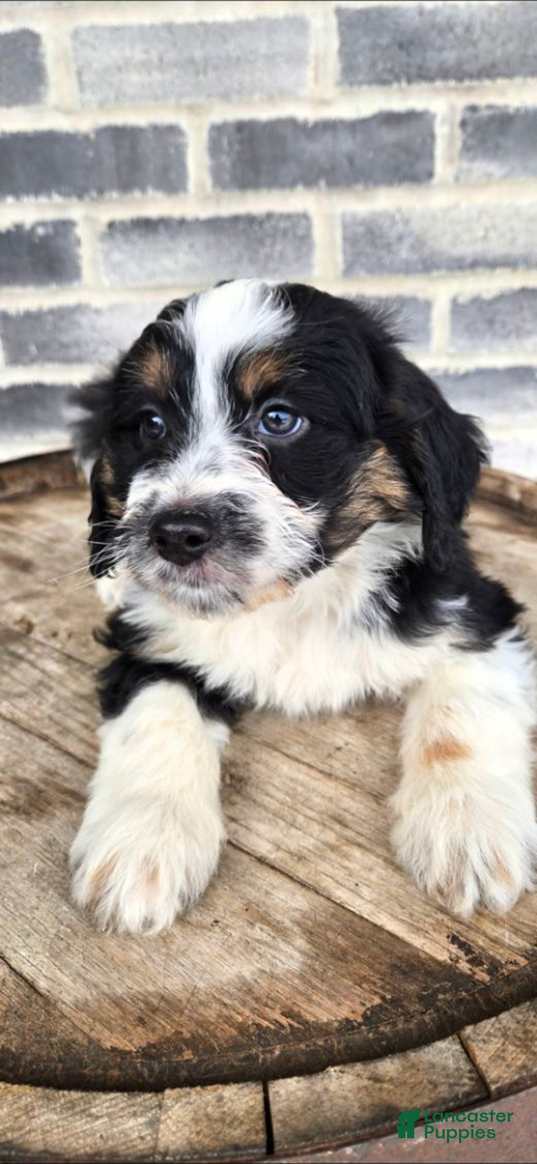 Mini Aussiedoodle dogs for sale: Ollie – Male (Tri-Color) - Ad 5