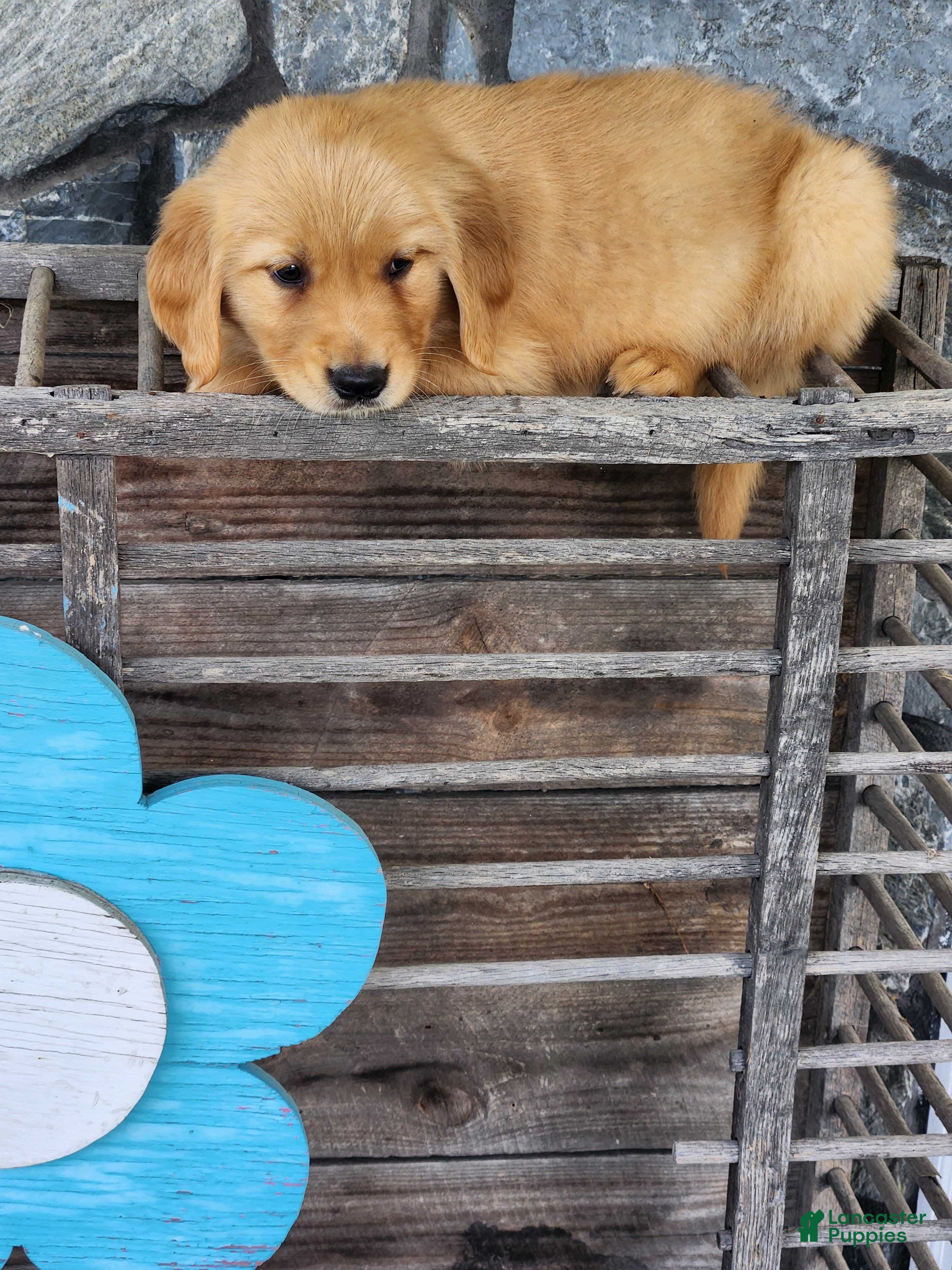 Golden Retriever dogs Ruby - Ad 2