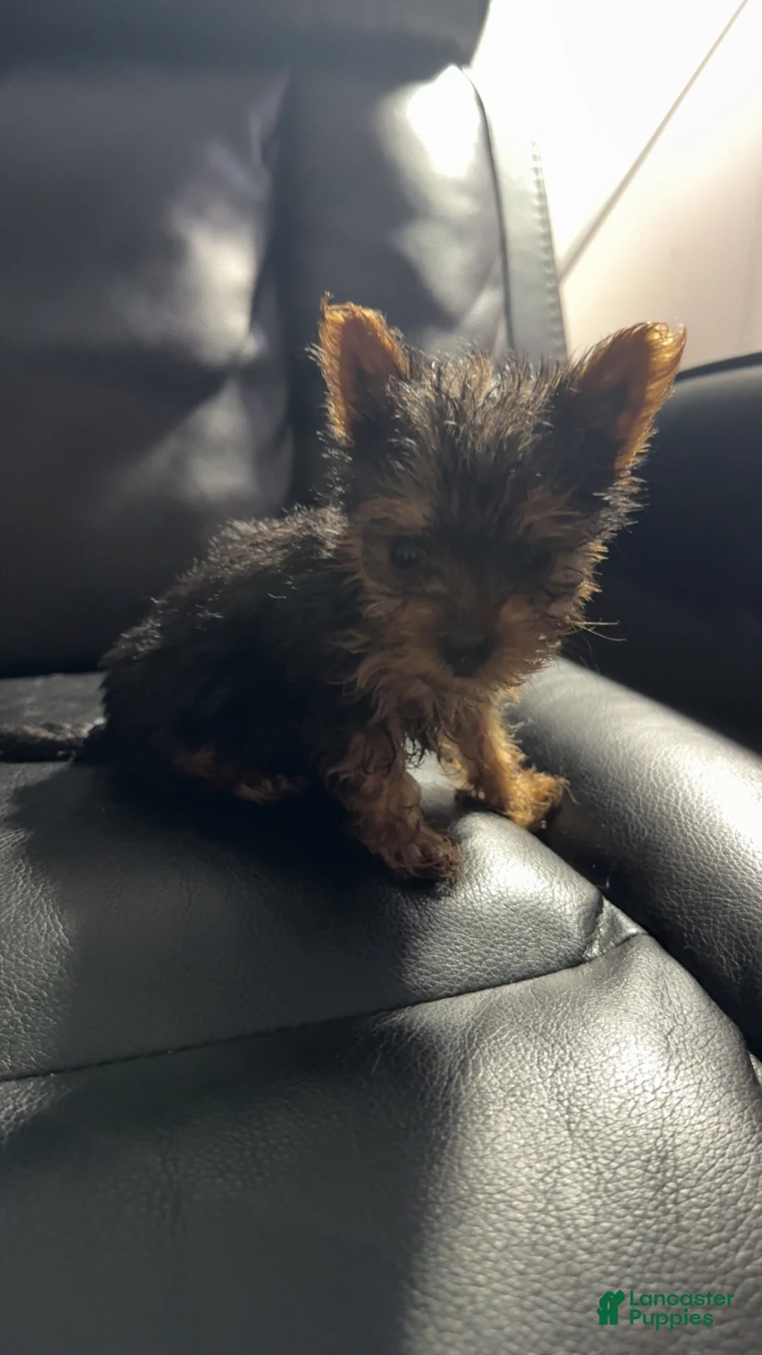 Yorkshire Terrier dogs for sale: Yoshi - Ad 4