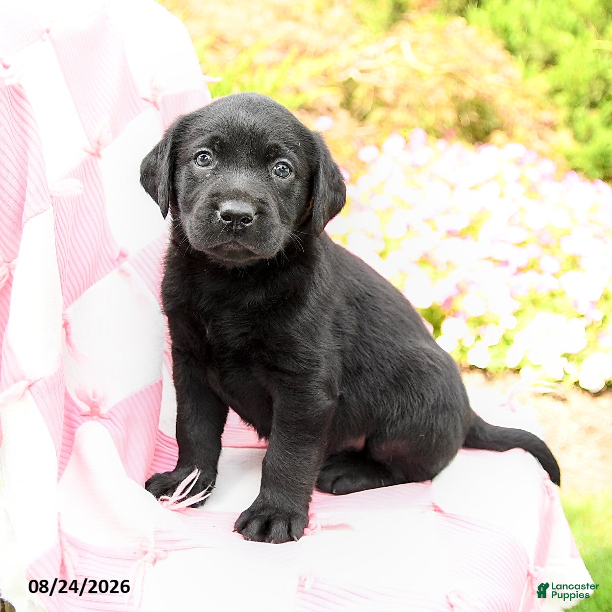 Labrador Retriever dogs Grayson - Ad 2