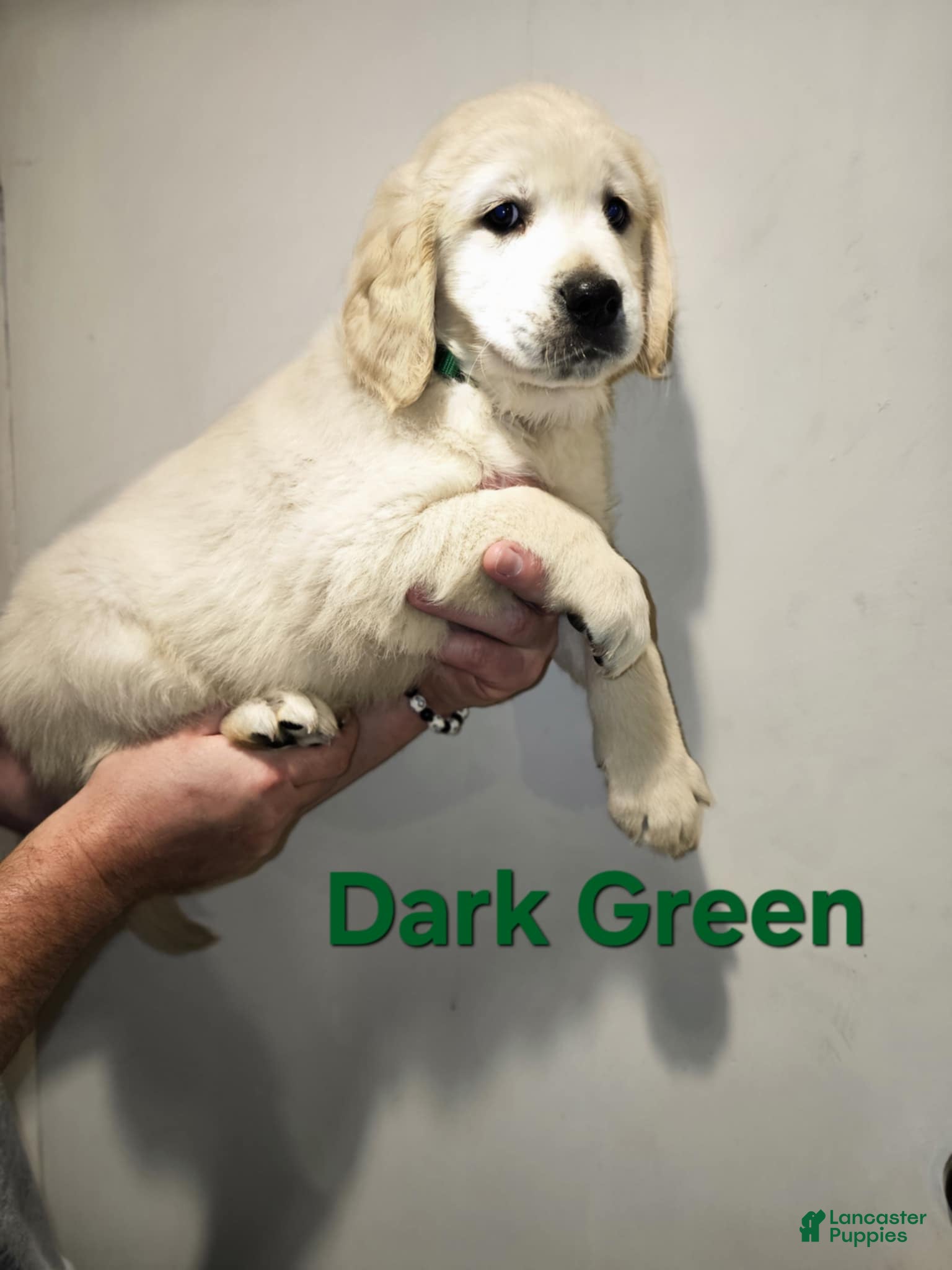 Golden Retriever dogs Golden Retriever Puppy 1 - Ad 5