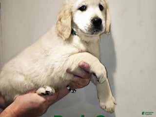 Golden Retriever dogs Golden Retriever Puppy 1 - Ad 17