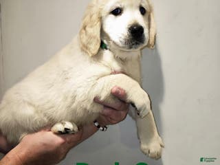 Golden Retriever dogs Golden Retriever Puppy 1 - Ad 21