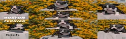 Boston Terrier dogs for sale: Tripp - Ad 10