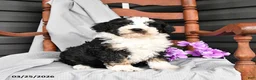 Mini Bernedoodle dogs for sale: Lovey - Ad 1