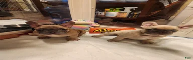 French Bulldog 4