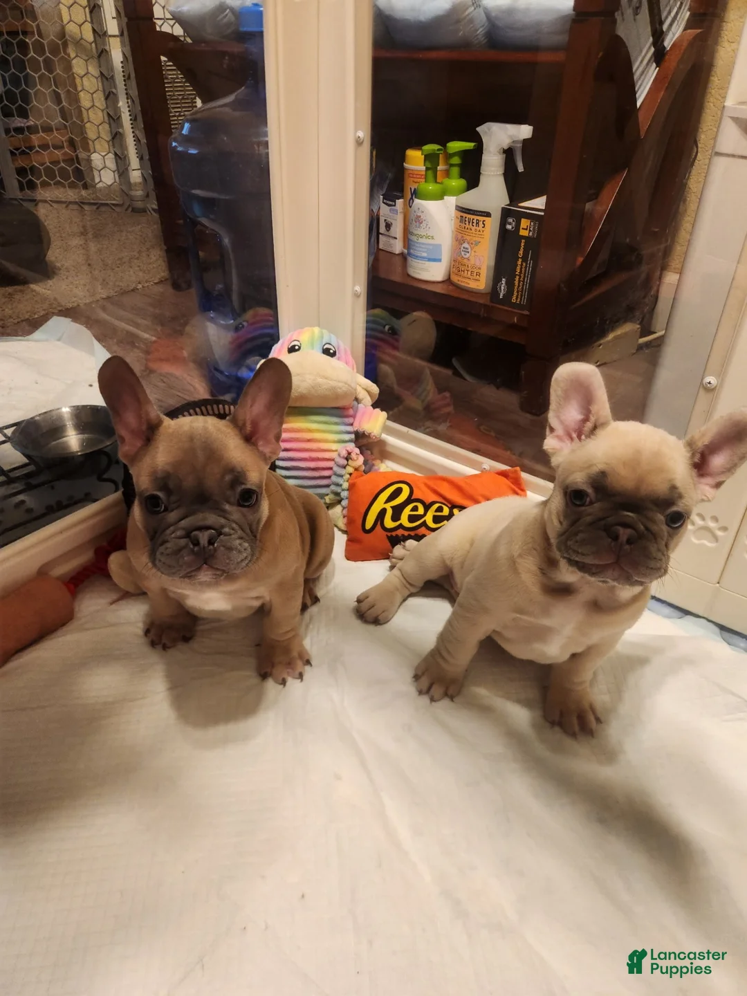 French Bulldog dogs for sale: French Bulldog 4 - Ad 1