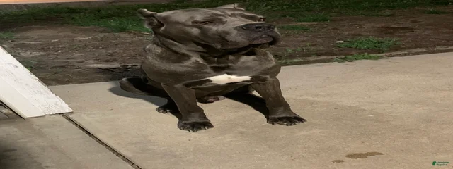 Sarge