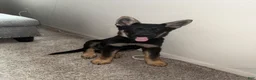 German Shepherd dogs for sale: German Shepherd 1 - Ad 4