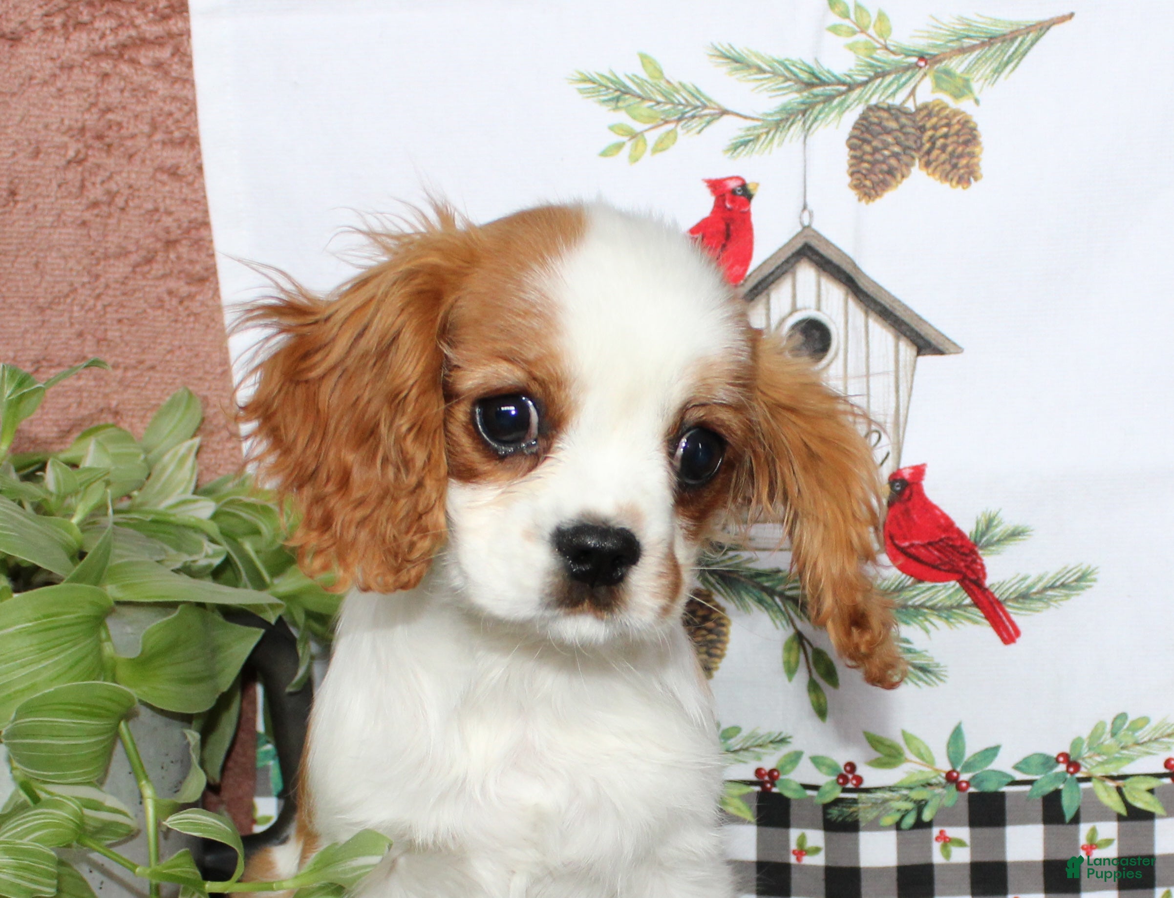 Cavalier King Charles Spaniel dogs Buster - Ad 12