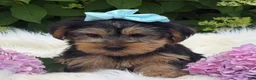 Yorkshire Terrier dogs for sale: Misty - Ad 9
