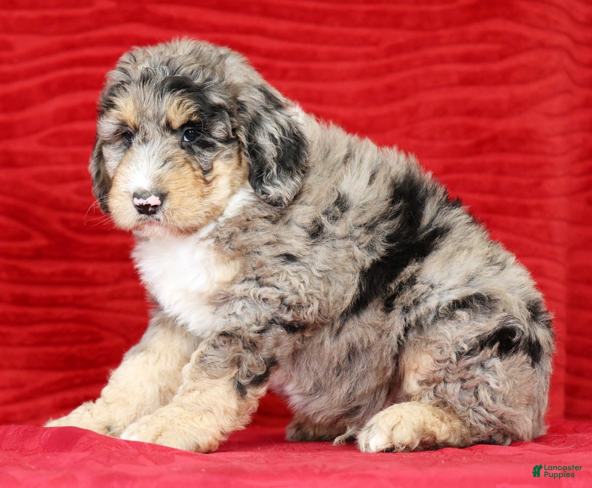 Sheepadoodle dogs Theodore - Ad 1