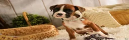 Boxer dogs for sale: Latte - Ad 9