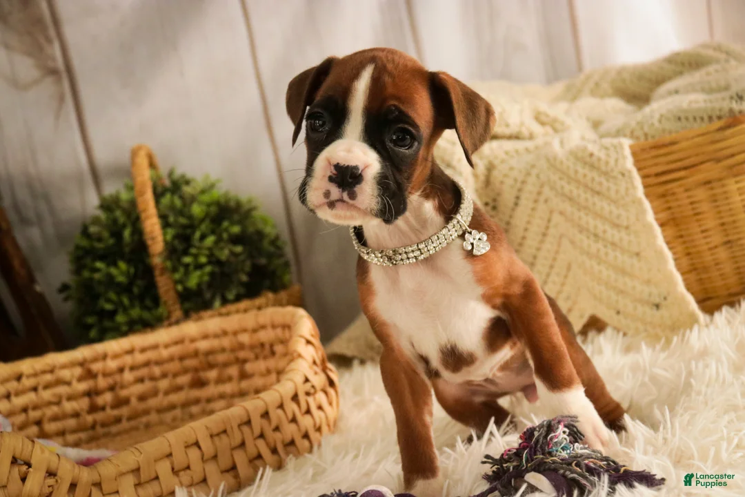 Boxer dogs for sale: Latte - Ad 9