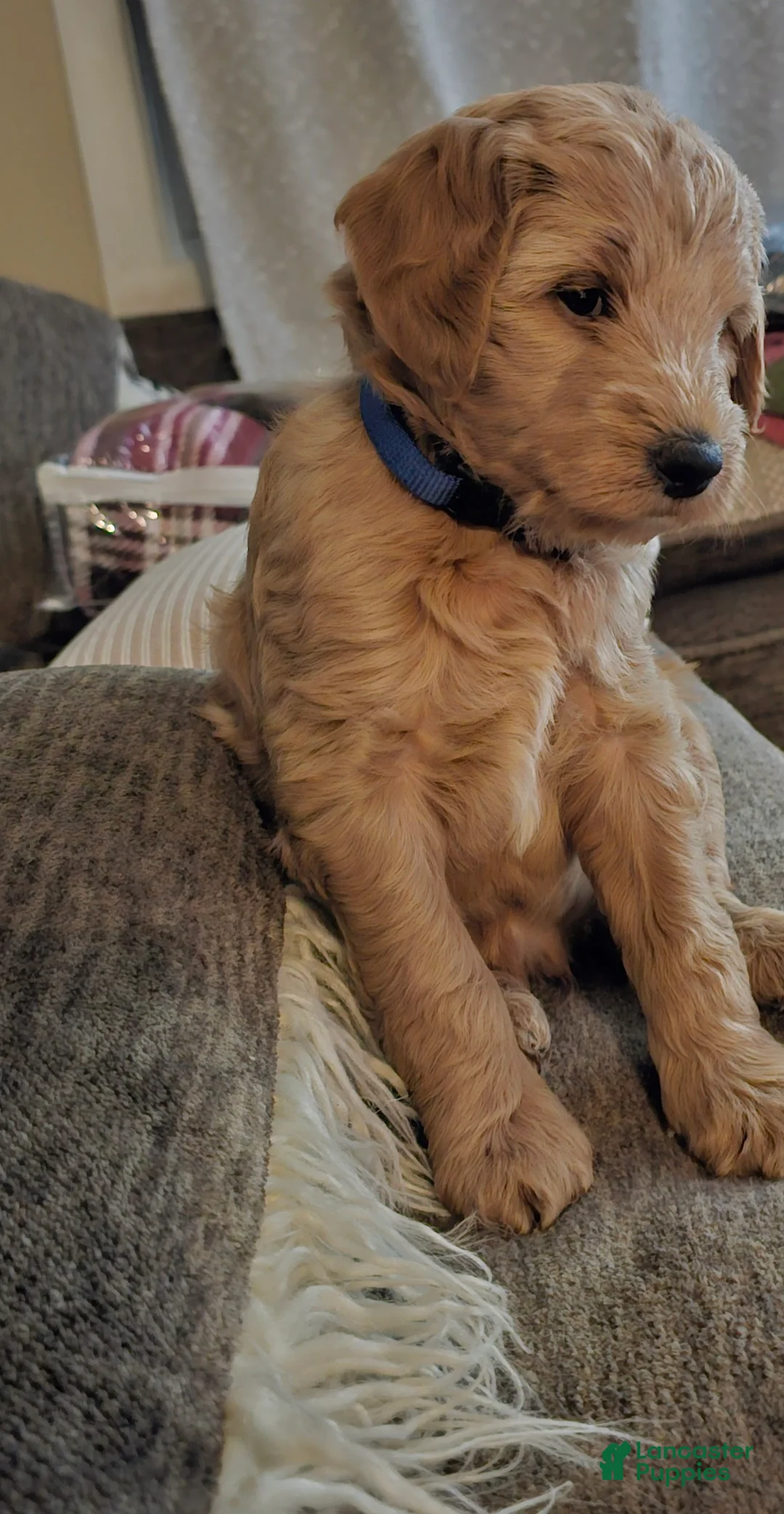 Mixed Breed dogs for sale: Oliver - Ad 12