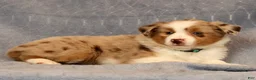 Miniature Australian Shepherd dogs for sale: Fifi - Ad 8