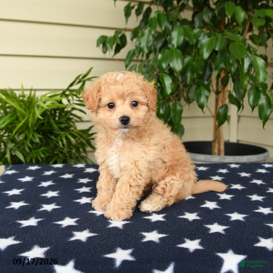 Bichpoo dogs Ashlie - Ad 1